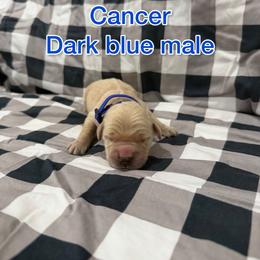 Dark blue - Golden male Golden Retriever puppy in Salt Lake City, Utah from Soaring golden retrievers