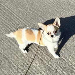 Lola - Chihuahua