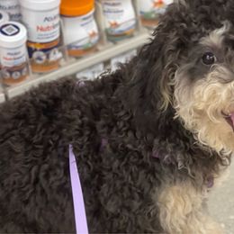 Amethyst - Tri-color Bernedoodle puppy in Port Saint Lucie, Florida from Eastside Paws LLC