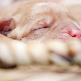 Labrador Retriever Puppies from Mid-Columbia Labradors