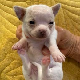 White and cream 6,400 female - White female Chihuahua puppy in Summerfield, Florida from Uey’s Chihuahuas