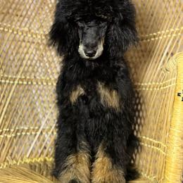 Phantom Boy 2 - Phantom male Poodle puppy in Belgreen, Alabama from Scott’s Farm Poodles and Doodles
