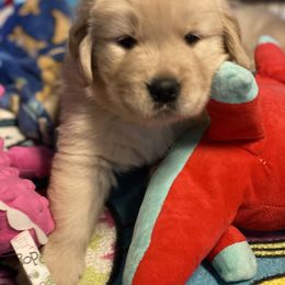 Golden Retriever and Siberian Husky Puppies from Nevani Goldens & Siberians