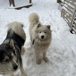 Female - White female Samoyed puppy in Lorain, Ohio from Stirling Silver Samoyeds