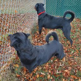 Rottweiler All Grown Up from Morton Von Hause Rottweilers