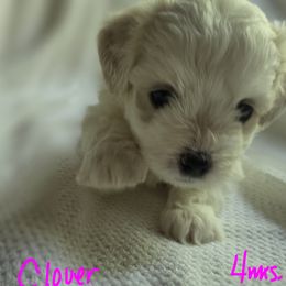 Maltipoo Puppies from Missy's Little Garden