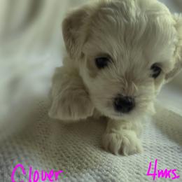 Maltipoo Puppies from Missy's Little Garden