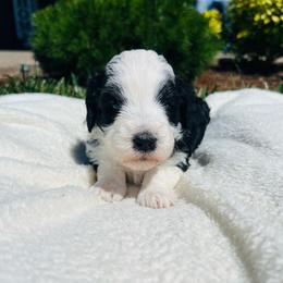 Princess daisy - Black and white female Bernedoodle puppy in Sandy, Oregon from MC Doodles