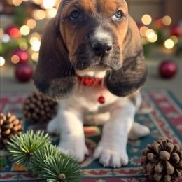 Chevy - Black white and brown male Basset Hound puppy in Inman, Nebraska from Sandhill Hounds of Nebraska