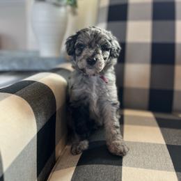 Strudel - White and blue merle male Bordoodle puppy in Valley Center, California from Circle R Valley Bordoodls