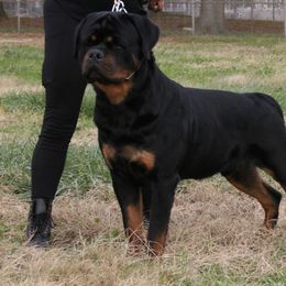 Rottweiler Puppies from Von Gottlich Rott