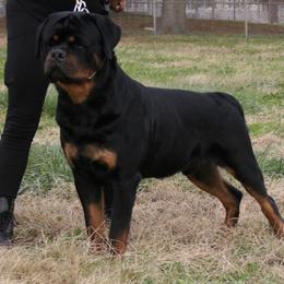 Rottweiler Puppies from Von Gottlich Rott