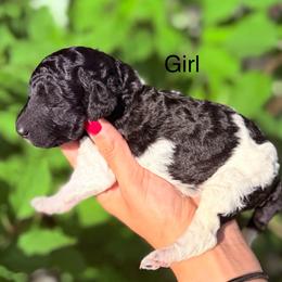 Ivy - Parti female Goldendoodle puppy in Jasper, Georgia from Harrington Doodles & Poodles