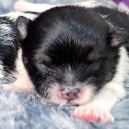 Rascal - Tri-colored male Pomeranian puppy in Wentzville, Missouri from Pawsome Poms