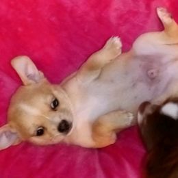 Chihuahua Puppies from Chi Angels