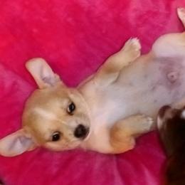 Chihuahua Puppies from Chi Angels