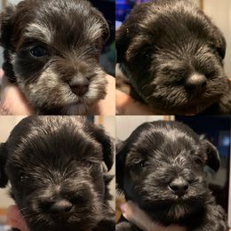 Miniature Schnauzer Puppies from Wendi’s minis