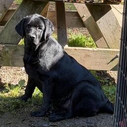 Tulip - Black female Labrador Retriever puppy in Hartland, Vermont from Enlightened Labs