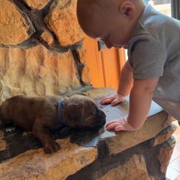Blue Collar Male - Chestnut brindle male Cane Corso puppy in Jasper, Alabama from C&M Cane Corso