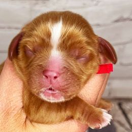 Boy 1 - Cavalier King Charles Spaniel puppy in Spokane, Washington from Treasured Cavaliers of the Pacific Northwest
