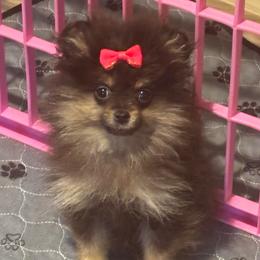 Waverly - Black and tan female Pomeranian puppy in Eastover, North Carolina from Tea-Cake Pomeranians of The Carolinas