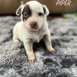 Australian Cattle Dog Puppies from Southern Charm Heelers