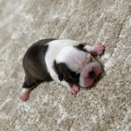 Lilo - Black brindle and white female Boston Terrier puppy in Madera Acres, California from Muggin Bostons Terriers and Mini Dachshund