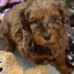 Sparks - Merle female Australian Labradoodle puppy in Molalla, Oregon from Golden Xpress Labradoodles