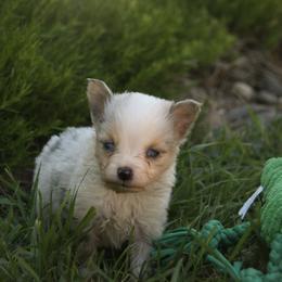 Belle - Blue merle female Miniature Australian Shepherd puppy in Fairview, South Dakota from Dakota Toy Aussies