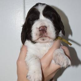 Sandy - Liver and white female English Springer Spaniel puppy in Chapmansboro, Tennessee from Balthrop Bend Farms