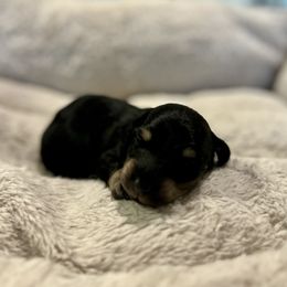 Slinky - Black and cream male Dachshund puppy in Crestview, Florida from Neverending Dachies
