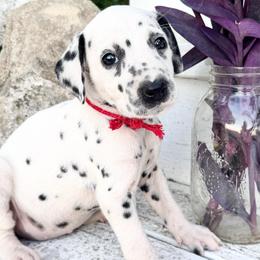 Red(HUA) - White and black female Dalmatian puppy in Westhoff, Texas from Smart Dalmatians (LUA/HUA)
