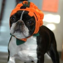 Boston Terriers and Scottish Terriers from Robbi's Pups