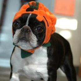 Boston Terriers and Scottish Terriers from Robbi's Pups