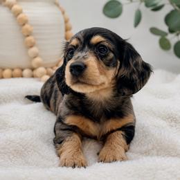 Boy 1 - Dapple male Dachshund puppy in Oakley, California from Delta Dachshunds