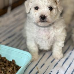 Bichon Frise Puppies from Bichon Heaven