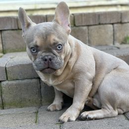 Walter - French Bulldog puppy in San Francisco, California from Bossalini French Bulldogs