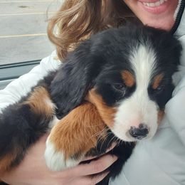 Bernedoodles from Michelle Addison's Bernedoodles