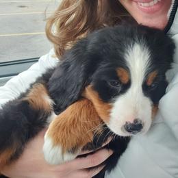 Bernedoodles from Michelle Addison's Bernedoodles