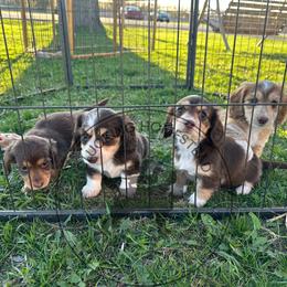 Dachshund and English Springer Spaniel Puppies from Clucking Homestead Springers & Dachshunds
