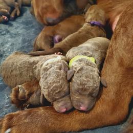Chesapeake Bay Retriever Puppies from Shore Acres Chesapeakes