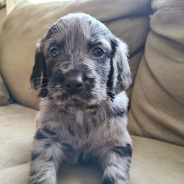 Goldendoodle and Golden Retriever Puppies from Golden Paw Farm
