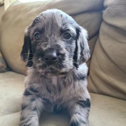 Goldendoodle and Golden Retriever Puppies from Golden Paw Farm