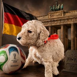Germany - Apricot male Goldendoodle puppy in Houston, Texas from Were The Mack'Doodles