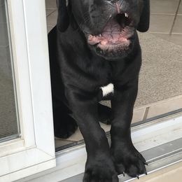 Cane Corso Puppies from Fedele's Cane Corso