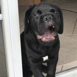 Cane Corso Puppies from Fedele's Cane Corso