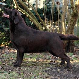 Zahra - Labrador Retriever