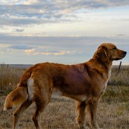 Everest - Golden Retriever