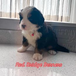 Bernese Mountain Dog Puppies from Red Bridge Berners