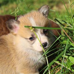 Cardigan Welsh Corgis and Pembroke Welsh Corgis from Katie's Corgis - VKM Farmstead